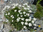 Famille des marguerites