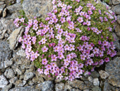 Androsace alpine