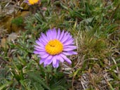 Famille des Marguerites