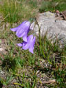 Campanule  feuilles troites