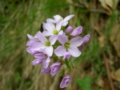 Cardamine des prs