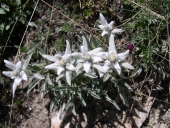 Famille des Marguerites