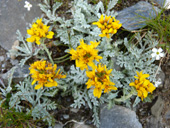 Famille des marguerites