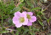 Famille des Graniums