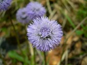 Jasione des Montagnes