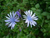 Famille des Marguerites