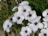 Lin  feuilles de salsola