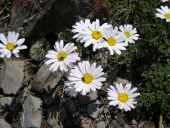 Marguerite des Alpes