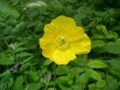 Mconopsis