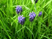 Muscari