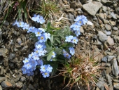 Myosotis des Alpes