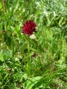 Famille des Orchides