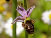 Famille des Orchides