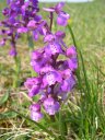 Orchis bouffon