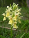 Orchis sureau