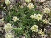 Oxytropis champtre