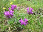 Oxytropis de Haller