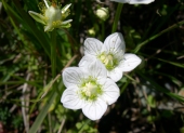 Famille des Saxifrages