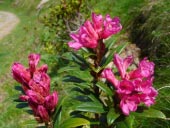 Rhododendron