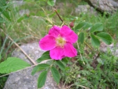 Rosier des Alpes