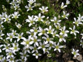 Saxifrage faux granium