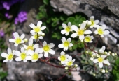 Famille des Saxifrages