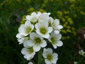 Famille des Saxifrages