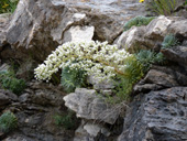 Saxifrage  longues feuille