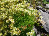 Saxifrage musque