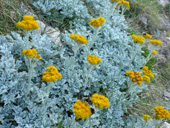 Famille des Marguerites