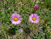 Famille des Marguerites